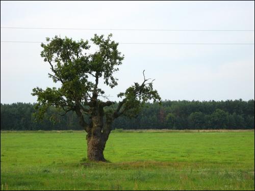 Niewiel. Krajobrazy 
