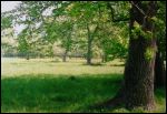 Zianavil (Lažajka).  Manor park of the Visłavuch former Manor-place