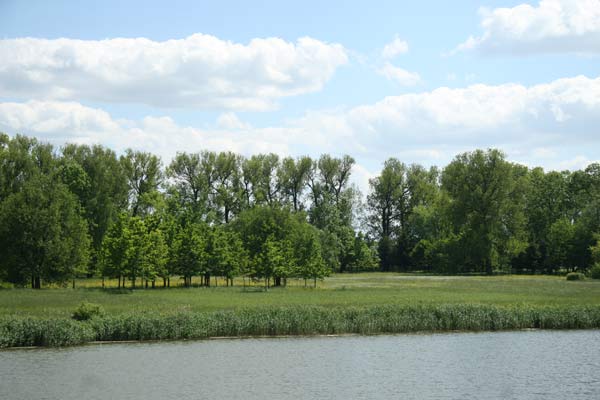  - Park Angielski. Widok na Angielski park z zamku Radziwiłłów w Nieświeżu 