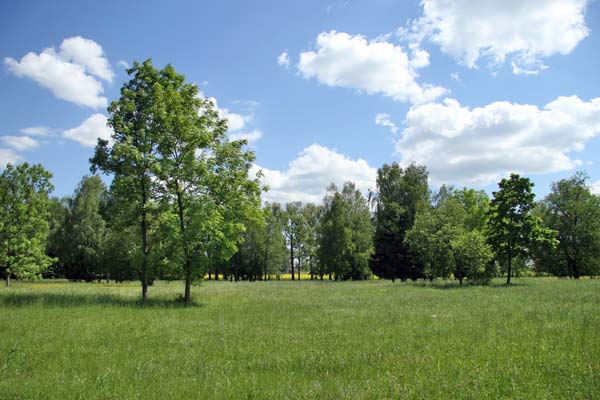  - Park Angielski. Fragment parku