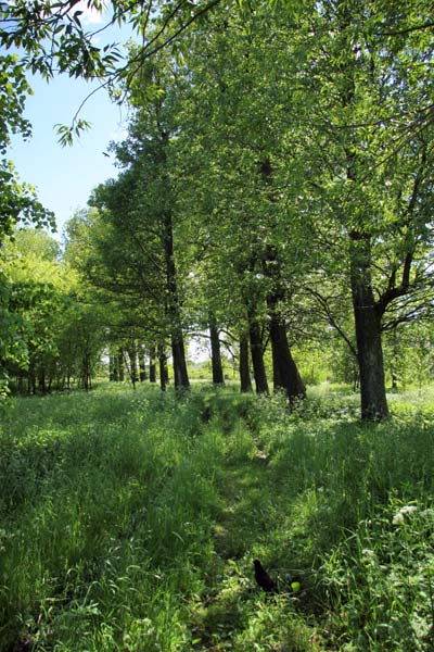  - Park Angielski. W parku