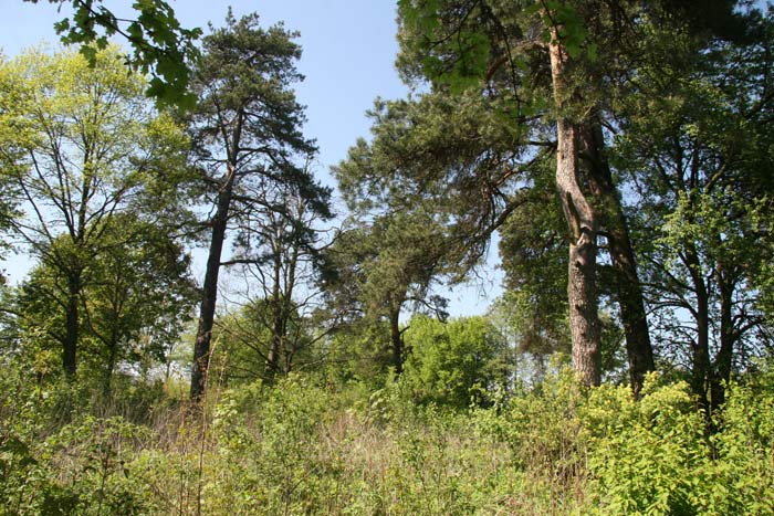 Грозава. Могілкі габрэйскія