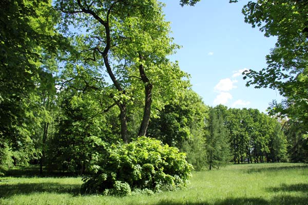  - Park Marysin. Fragment of the park