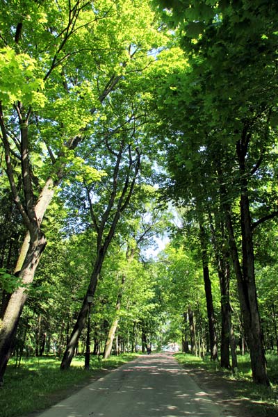  - Park Marysin. The alley in the park