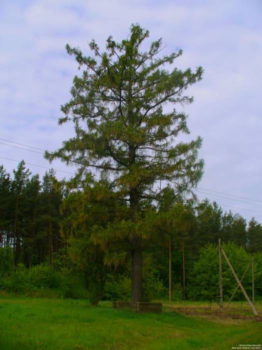  - Палац Пуслоўскіх. дворец Пусловских 1838г. Фрагмент парка.