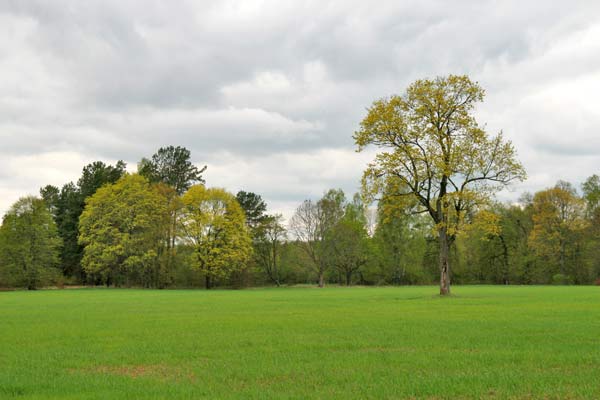  - Приусадебный парк . На окраине парка