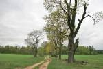 Hrudopol.  Park dworski 