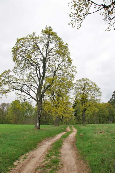  - Приусадебный парк . Западная аллея, фрагмент