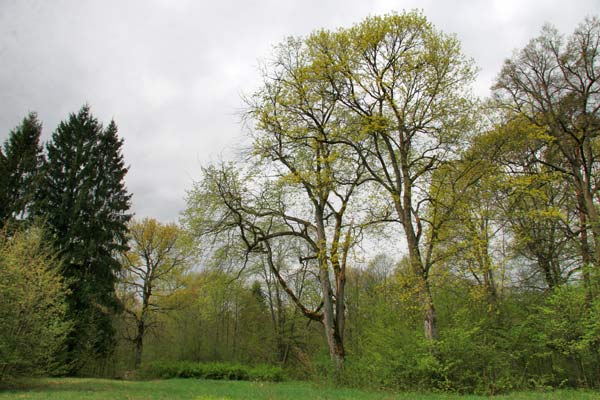 Грудополь. Приусадебный парк 