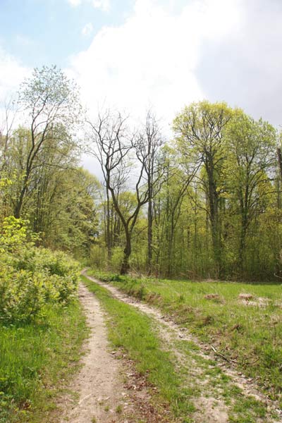  - Приусадебный парк . Дорога в парке