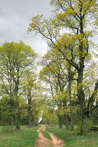  - Приусадебный парк . Западная аллея