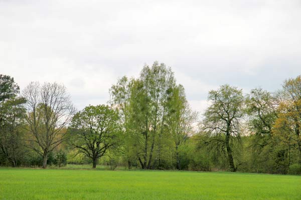  - Приусадебный парк . Восточная аллея