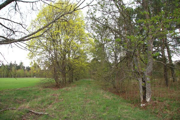  - Приусадебный парк . Восточная аллея