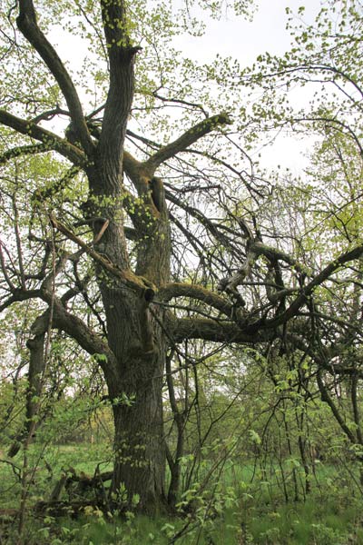  - Приусадебный парк . Восточная аллея, старое дерево