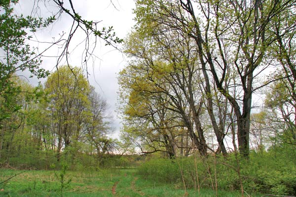  - Приусадебный парк . В парке