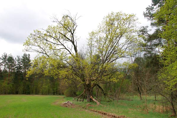  - Приусадебный парк . Восточная аллея, старое дерево