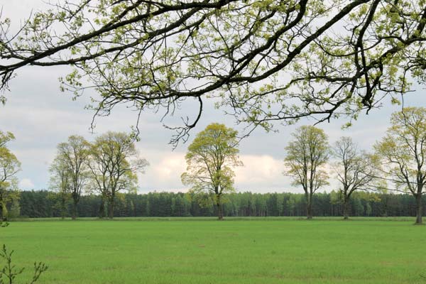  - Приусадебный парк . Вид на западную аллею