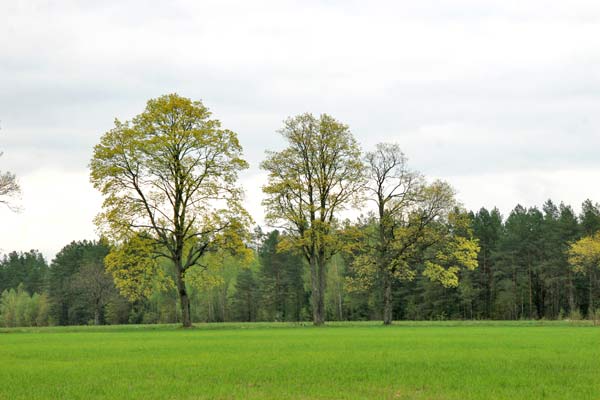  - Приусадебный парк . Западная аллея, вид с востока